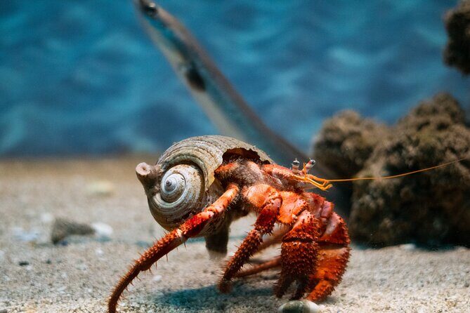 Corfu Aquarium Ticket with Tour Included - Pricing and Value