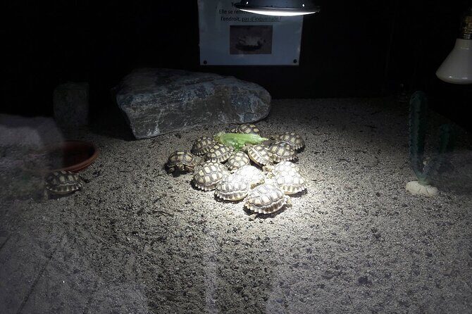 Corsica A Cupulatta Turtle Park Skip the Line Admission Ticket - Final Thoughts