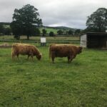 Culloden Battlefield, Clava Cairns and Loch Ness, Urquhart Castle - Who Should Consider This Tour?