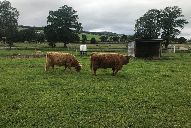 Culloden Battlefield, Clava Cairns and Loch Ness, Urquhart Castle - Who Should Consider This Tour?