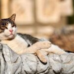 Daily Ephesus & Virgin Mary House Tour from Izmir - The Value for Money and What You’re Getting