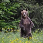 Day Trip & Bear Watching in the Land of Volcanoes - Practical Tips for Making the Most of the Tour