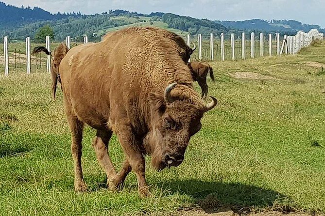 Day trip from Brasov: Bison reserve & traditional lunch - Final Thoughts