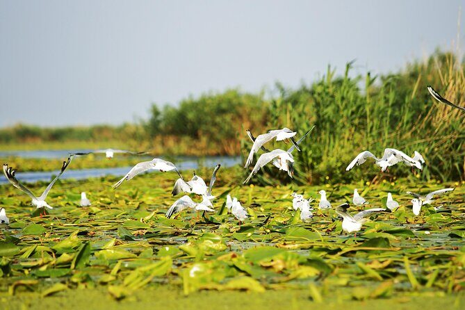 Day Trip from Bucharest to Danube Delta - The Experience in Detail