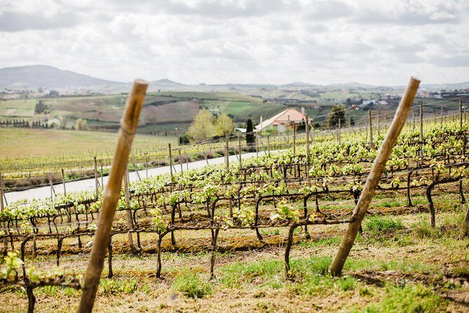 Day trip Lisbon Wine Tasting - Private tour - Who Should Book This Tour?