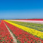 Day Trip to Famous Tulip Route in Noordoostpolder From Amsterdam - Final Thoughts