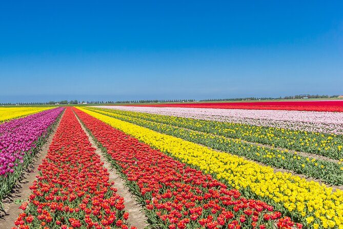 Day Trip to Famous Tulip Route in Noordoostpolder From Amsterdam - Final Thoughts