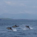 Dingle Boat Tours RIB Adventure Private - Practical Details & Tips