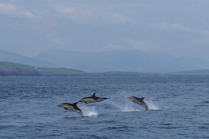 Dingle Boat Tours RIB Adventure Private - Practical Details & Tips
