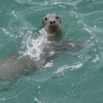 Dingle Boat Tours Wildlife RIB Adventure - Practical Details