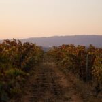 Dinner at the Vineyards in Lagoa - The Bottom Line