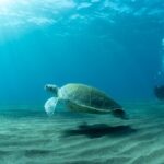 Discover beginner diving in Tenerife - The Real Experience: What Travelers Are Saying