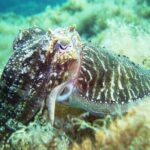Discover Scuba Diving Adventure in Mykonos - Real Traveler Insights