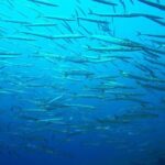 Discover Scuba Diving from the Boot - Equipment and Safety Considerations