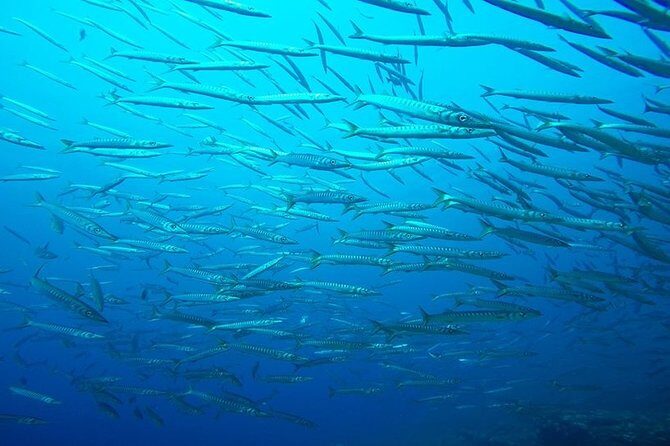 Discover Scuba Diving from the Boot - Equipment and Safety Considerations