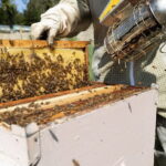 Discovering Bees in Volterra - The Heart of the Experience: Learning and Tasting