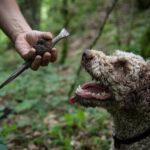 Discovery of the world of Truffles and tasting - Visiting the Demonstration Area