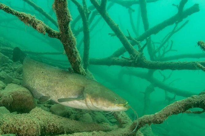 Diving Bled - What to Expect During the Tour