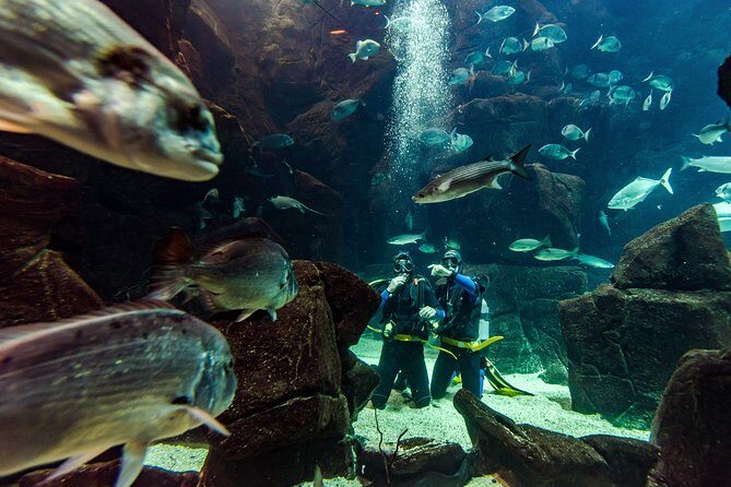 Diving in the Madeira Aquarium - What the Experience Looks Like