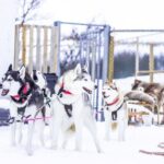 Dogsledding, near Akureyri - Who This Tour Is Best For