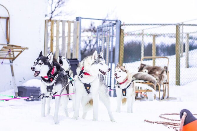 Dogsledding, near Akureyri - Who This Tour Is Best For