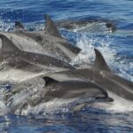 Dolphin and Whale Cruise in Puerto Rico, Gran Canaria - Final Thoughts