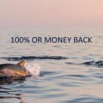 Dolphin Sunset Adventure with Speedboat - The Search for Dolphins