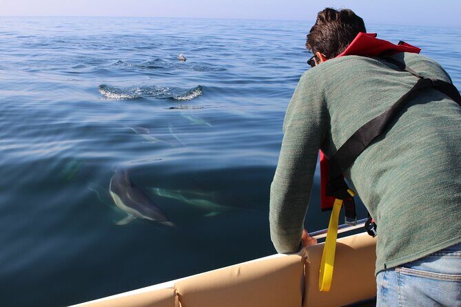 Dolphin watching and wildlife from Faro - Why Youll Love the Experience