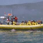 Dolphin Watching at the Arrabida (Lisbon region) - The Bottom Line: Is It Worth It?