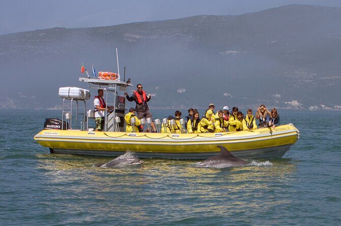 Dolphin Watching at the Arrabida (Lisbon region) - The Bottom Line: Is It Worth It?