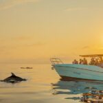 Dolphin watching by boat - What to Expect During the Itinerary