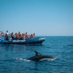 Dolphin Watching from Lagos with Marine Biologists - The Itinerary in Detail