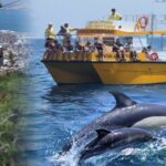 Dolphin Watching in Gibraltar & Fast Track Priority Cable Car - Final Thoughts