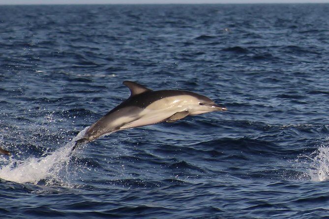 Dolphin-Watching in Marina de Lagos - Authentic Experiences from Reviews
