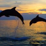 DOLPHIN WATCHING | Pula Boat - The Value and the Price