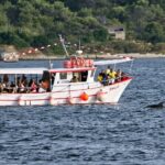 Dolphin Watching Sunset Boat Trip in Pula with Dinner - The Itinerary in Detail