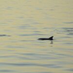 Dolphin Watching Tour  85% Chance  Drinks & Dinner Included - Who Should Consider This Tour?