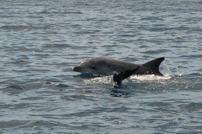 Dolphin Watching Tour - from Golfo Aranci - Why This Tour Stands Out