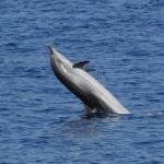 Dolphin Watching Tour with Snorkeling from Olbia - FAQ