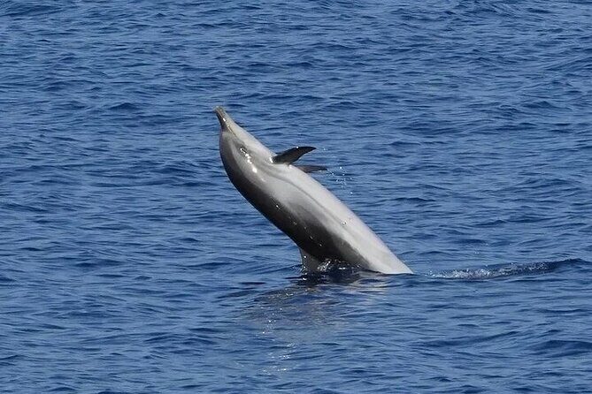 Dolphin Watching Tour with Snorkeling from Olbia - FAQ