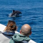 Dolphin Watching with Biologist in Arrábida Natural Park - The Practicalities: Value, Group Size, and Booking
