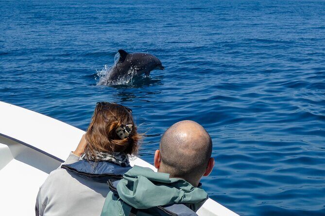 Dolphin Watching with Biologist in Arrábida Natural Park - The Practicalities: Value, Group Size, and Booking