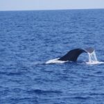 Dolphin - Whale - Turtle - Bird Watching - The Price and Value