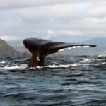 Dolphin & Whale Watching (4hrs) + Blasket Island Landing (3hrs) - Price and Value
