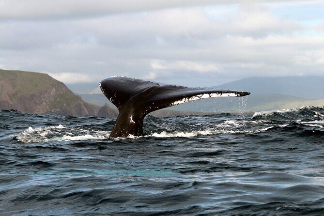 Dolphin & Whale Watching (4hrs) + Blasket Island Landing (3hrs) - Price and Value