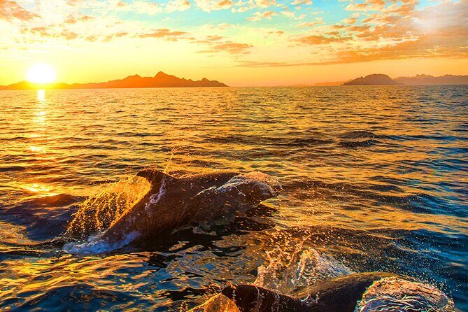 Dolphins Watching in the National Park Brijuni from Pula - Setting the Scene: What the Tour Looks Like