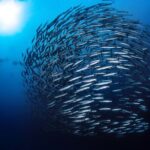 Double Dive Elba Island - Why This Tour Works Well for Certain Travelers