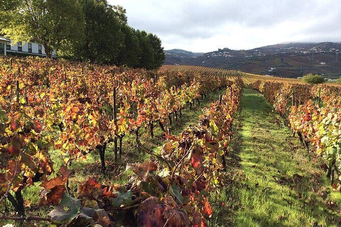 Douro: luxury walking tour with full lunch at Quinta da Pacheca - The Logistics: Timing, Price, and Group Size