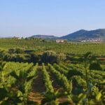 Douro Three Winery Small Group Tour with Lunch and Tastings - Things to Keep in Mind
