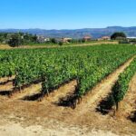 Douro Valley Private Tour (winery + boat + viewpoint) - What Makes This Tour Stand Out?